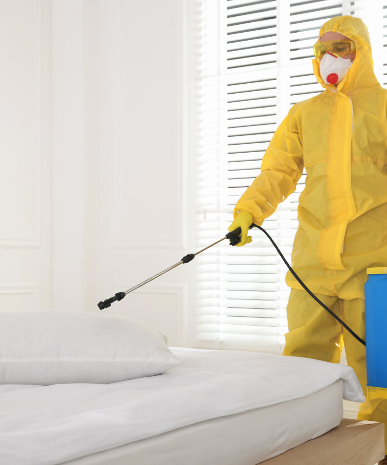 Professional Pest Control Team in Ward Belt